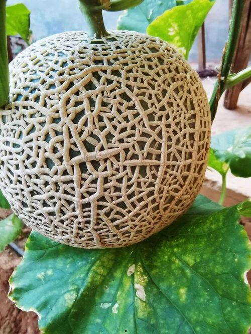 网红吃甜香蜜瓜,一瓜倾城,尽享甜香蜜瓜盛宴 第1张 网红吃甜香蜜瓜,一瓜倾城,尽享甜香蜜瓜盛宴 第1张